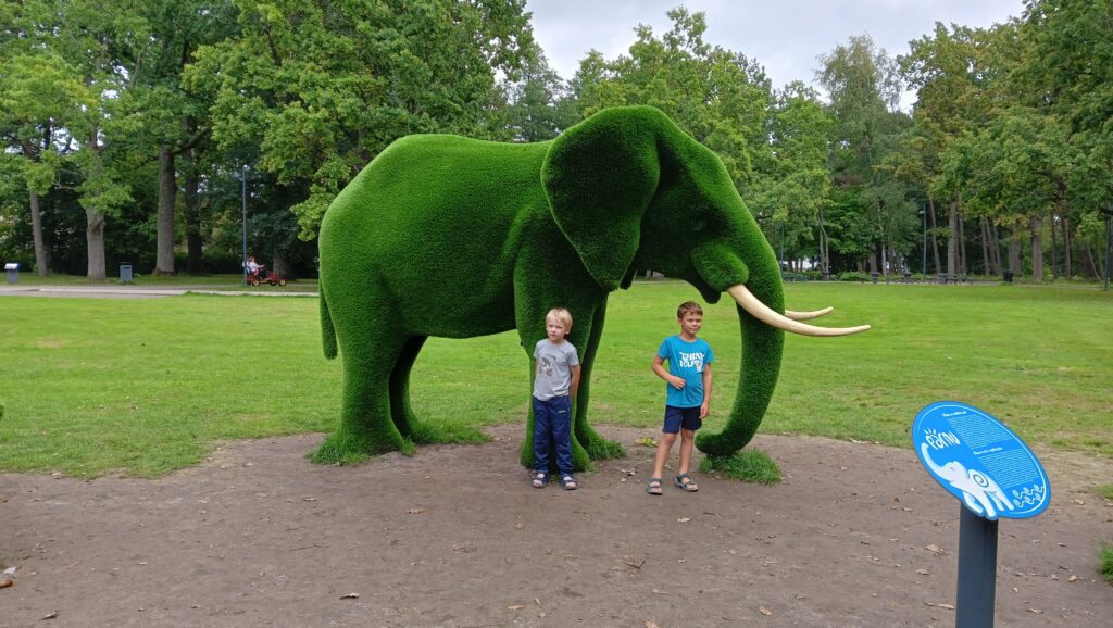 słoń w parku